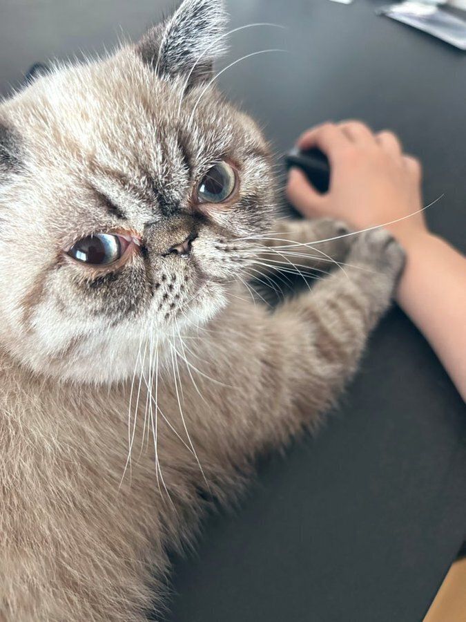 飼い主を見つめるエキゾチックショートヘア