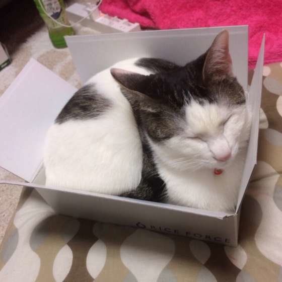 箱に入って眠る猫