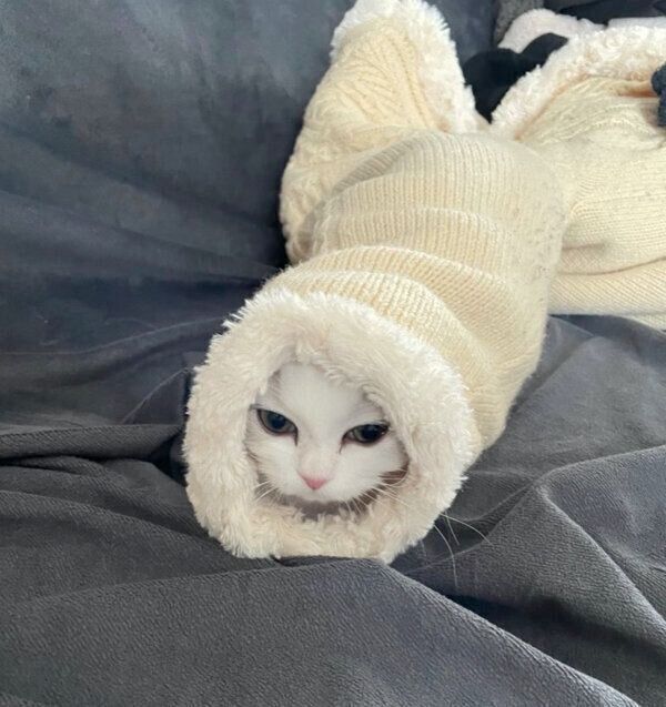 奥様の服の中に潜り込むノーマンくん