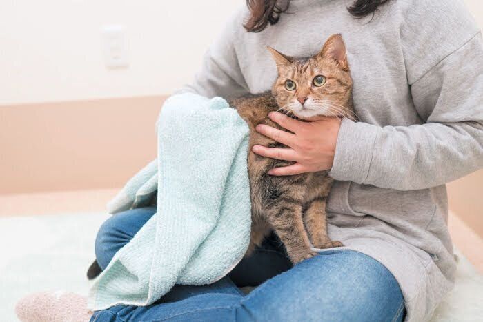 体を拭かれている猫