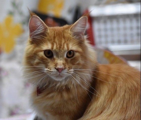 見つめるメインクーン