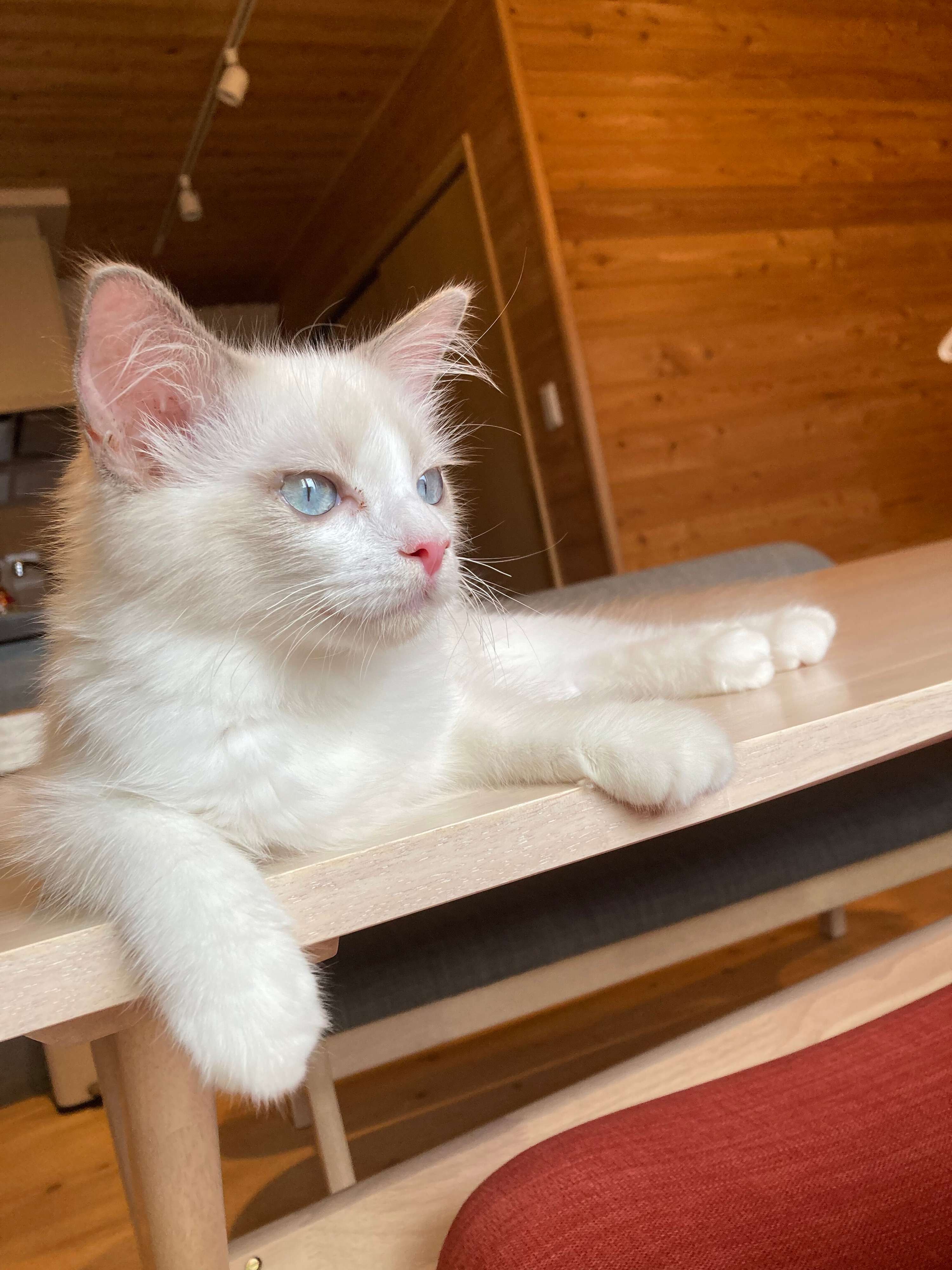 机の上でくつろぐラグドールの子猫