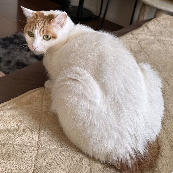 おしりを向ける猫