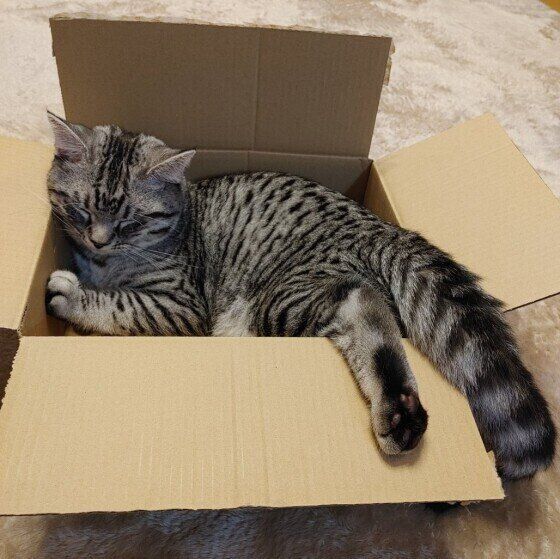 マンチカンのオレオちゃん