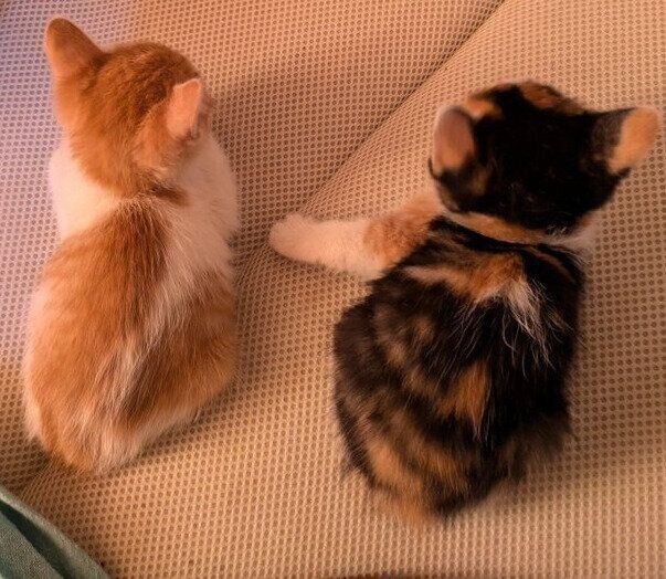 迎え入れられたころのノエルちゃんとエマちゃん