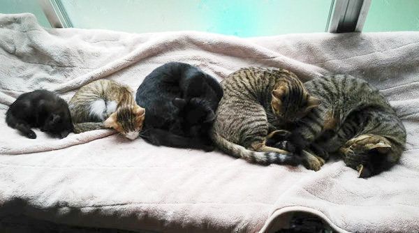 5匹でくっつくアンモニャイト