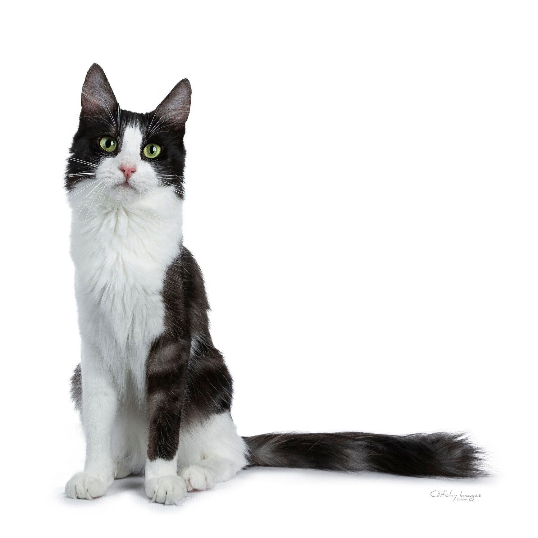 ターキッシュ・アンゴラ