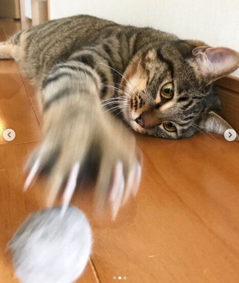 毛玉ボールで遊ぶキジトラのトビーくん