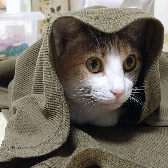 Mix（ミケ）のももちゃん♪