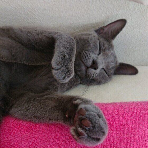 くつろぐロシアンブルー