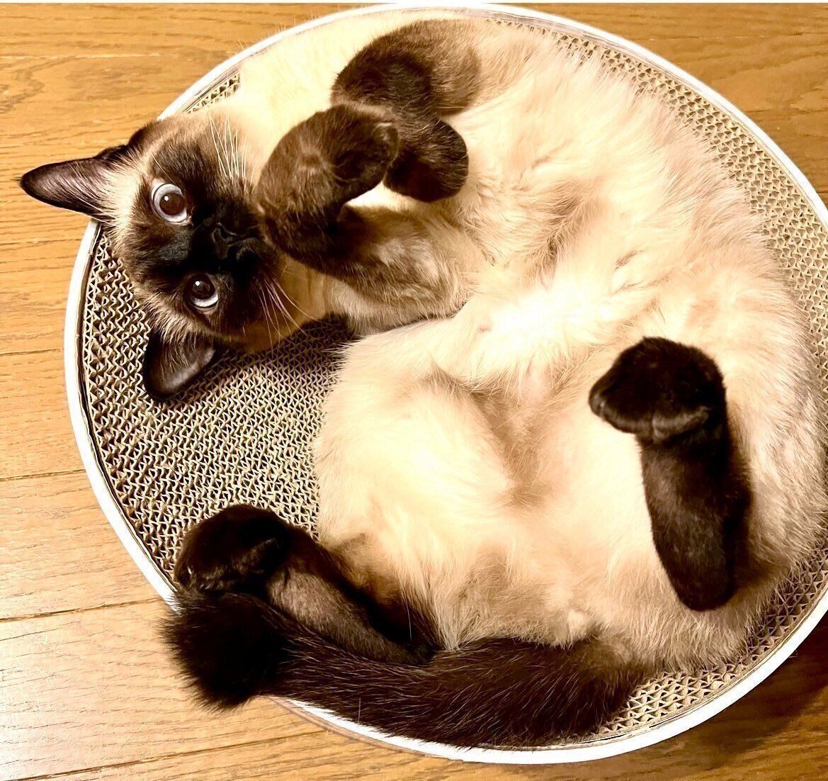 まったりするなみちゃん