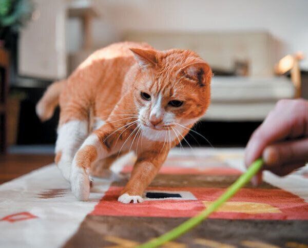 じゃらしで遊ぶ猫