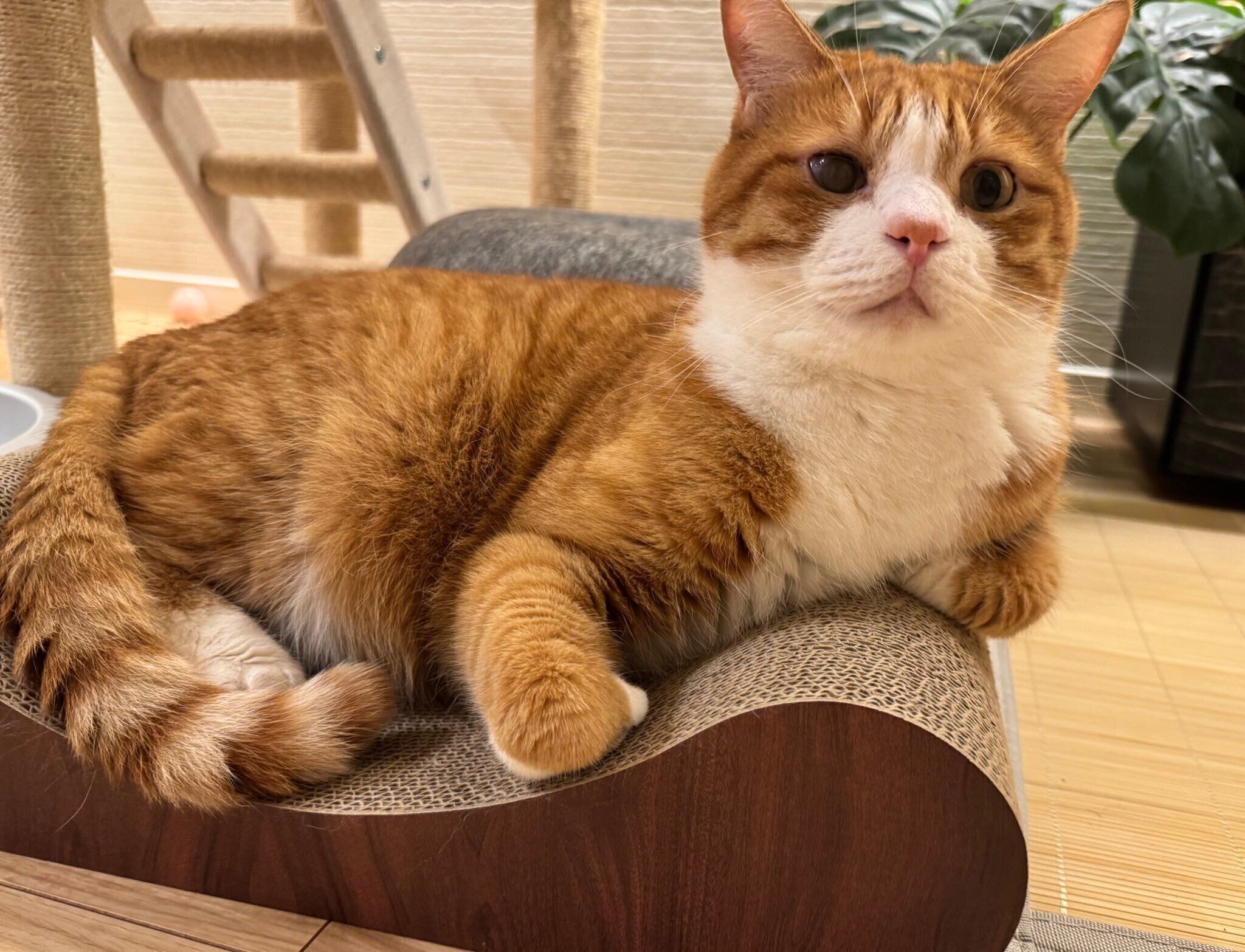 まったりするいなりくん