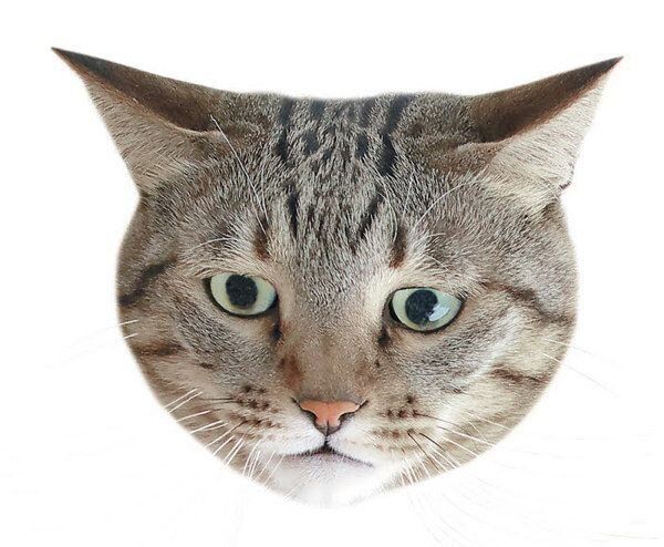 猫からのNOサインとは