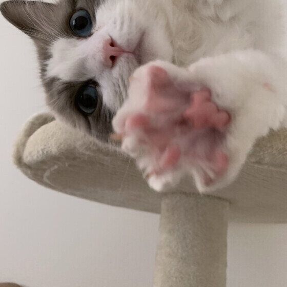 ラグドールのつくしちゃん