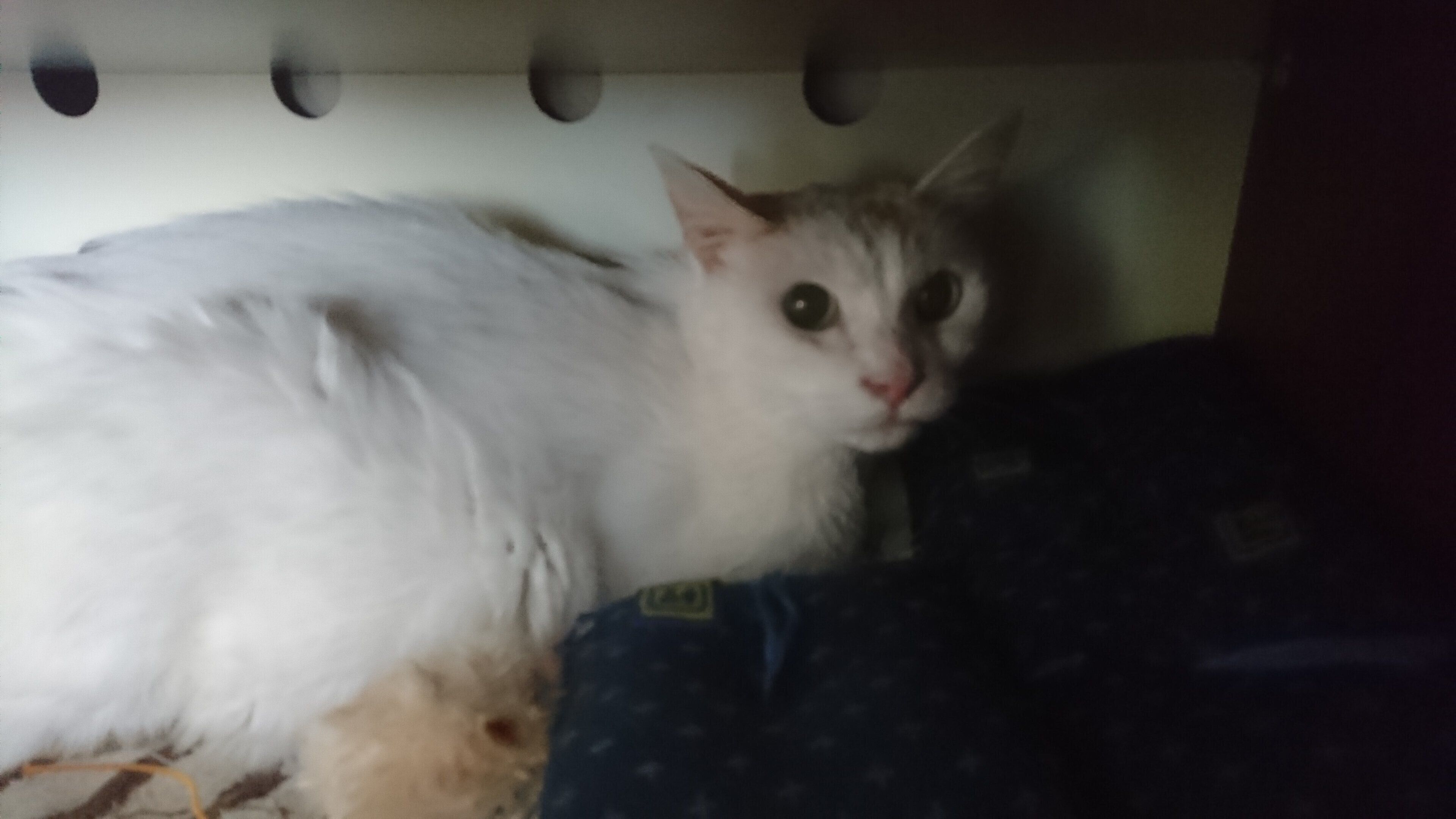 ねこのきもちWEB MAGAZINE ねこの日企画「MEN'S CAT」