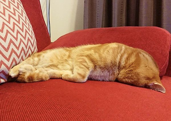 ごめん寝する猫