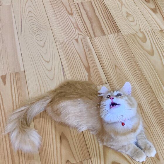 ノルウェージアンフォレストキャットのラピスちゃん