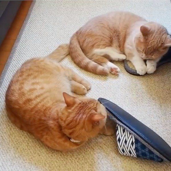 スリッパ講座をするマンチカン