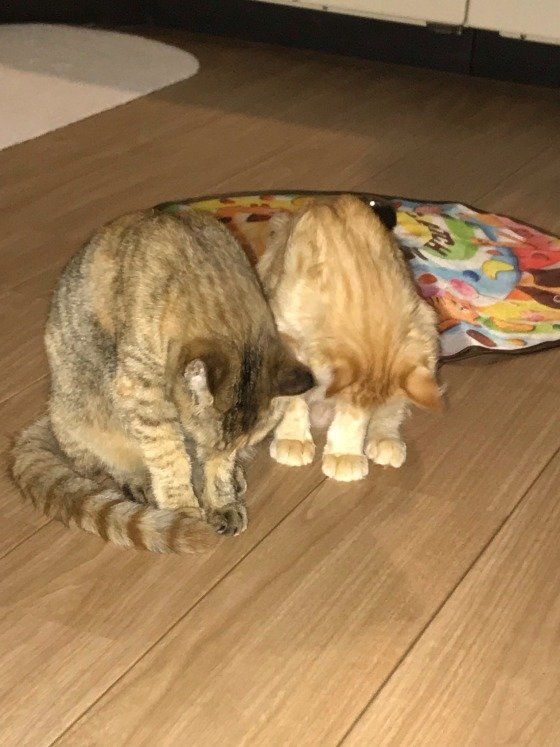 お辞儀する猫たち