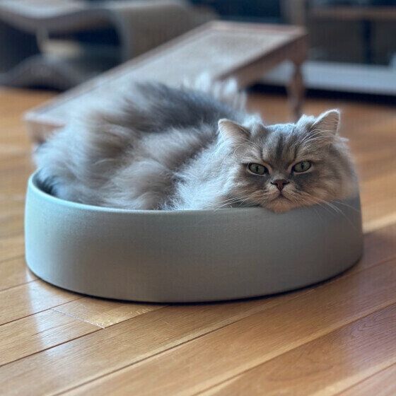 カメラを見つめるラガマフィン