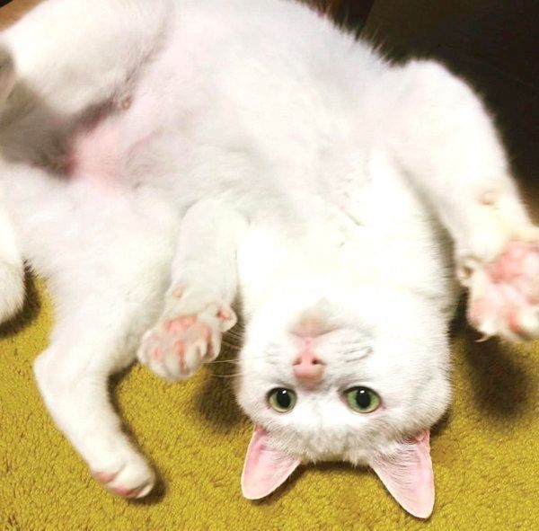 元保護猫・ミカヅキちゃん