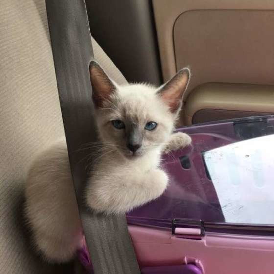 猫が動物病院を嫌がるのはなぜ 上手に付き合うための3つの工夫とは ねこのきもちweb Magazine 猫が動物病院を嫌がるのはなぜ 上手に付き合うための3つの工夫とは ねこのきもちweb Magazine