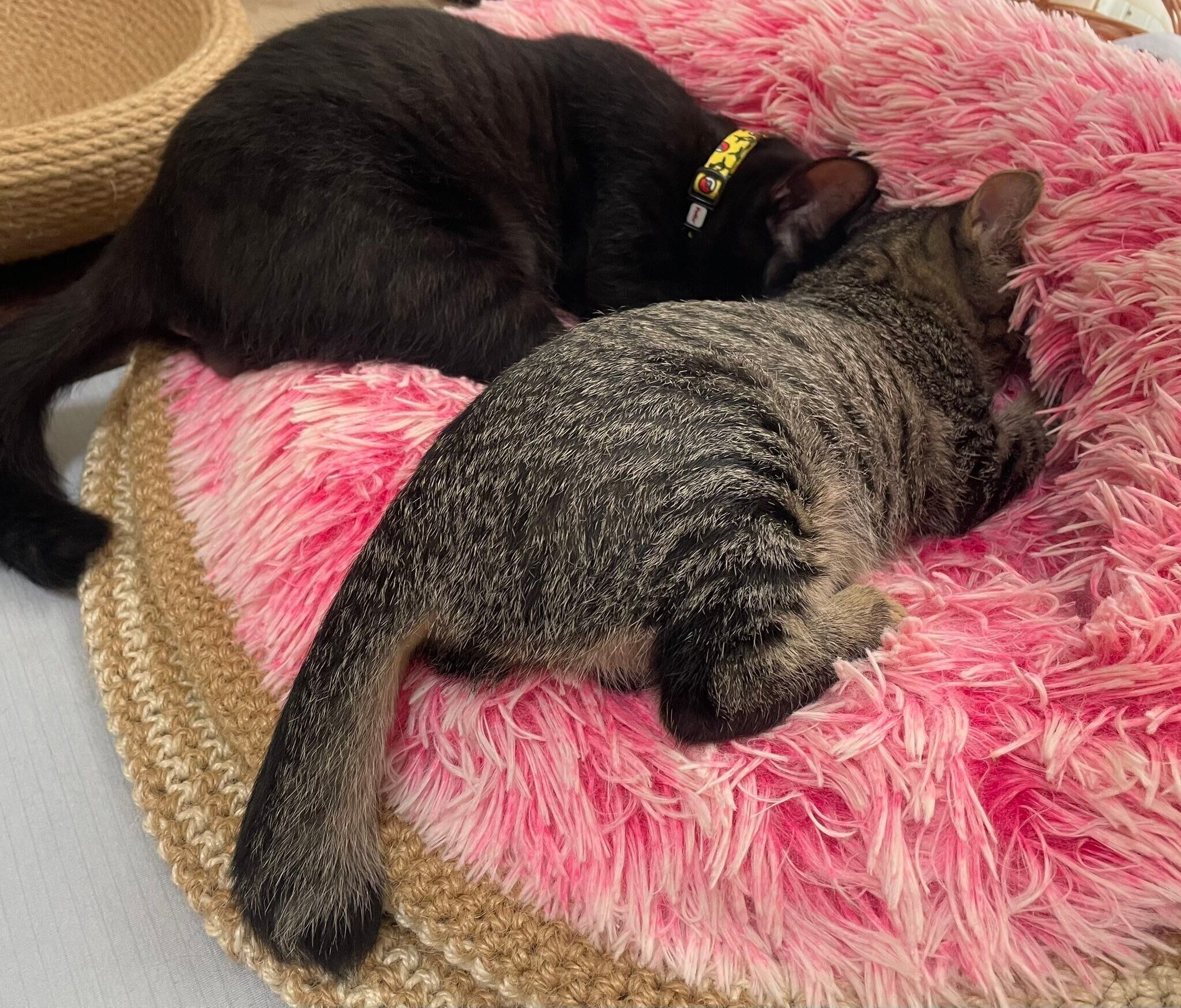 ふみふみする2匹の猫