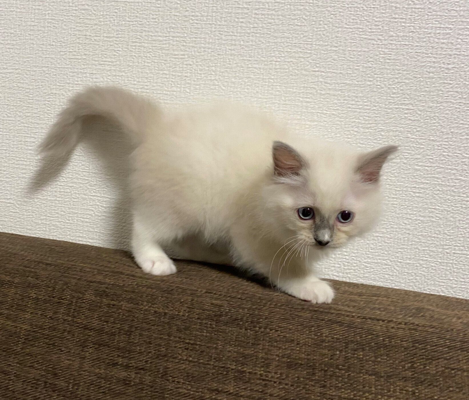 ソファの背もたれで走るカビちゃん