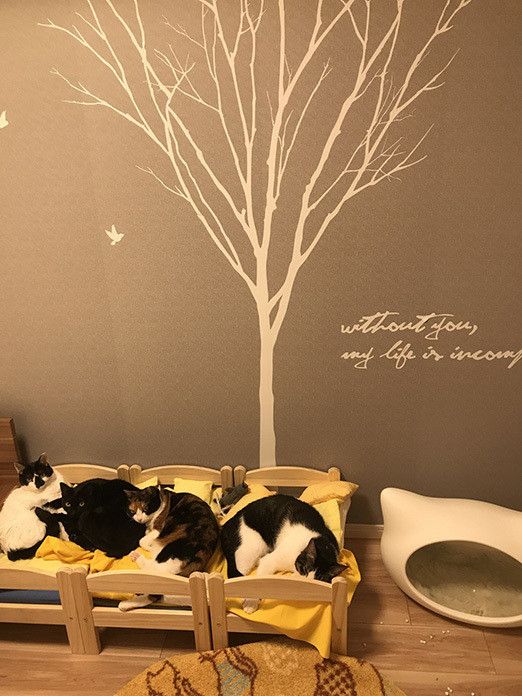 幸せすぎる…猫マスターの “のほほん”な日常