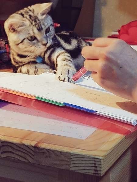 アメリカンショートヘア　ぽちくん