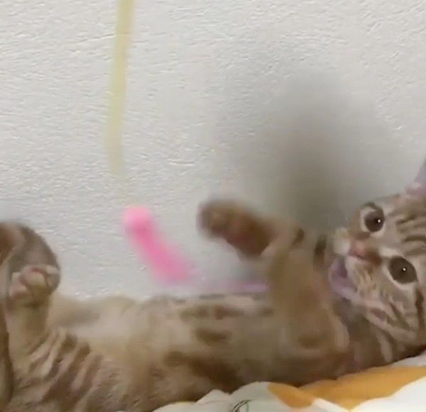 物音が気になる猫