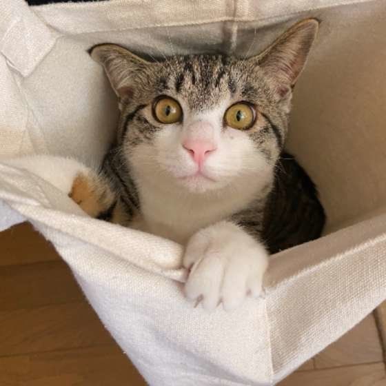 キジトラのももちゃん