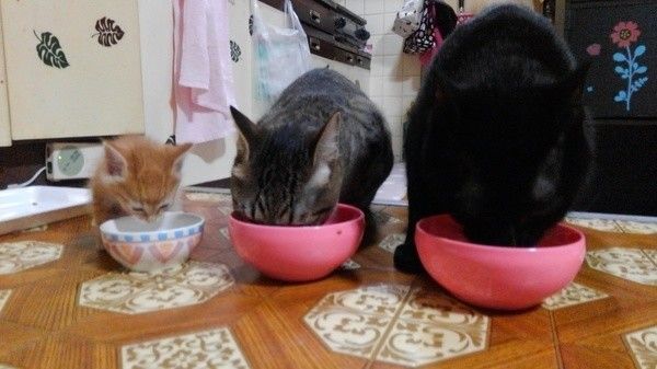 ご飯を食べる3匹の猫ちゃん