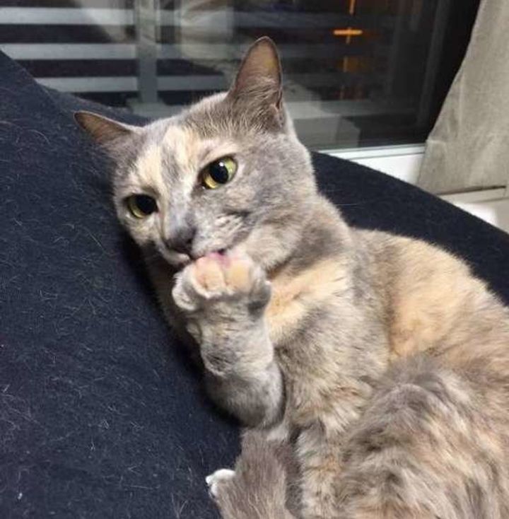 好き それとも嫌がってる 猫がペロペロなめるのはなぜ ねこのきもちweb Magazine 好き それとも嫌がってる 猫がペロペロなめるのはなぜ ねこのきもちweb Magazine