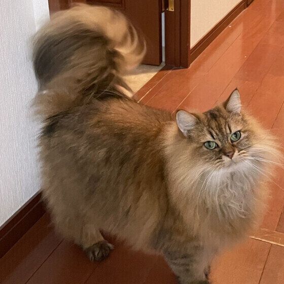 ペルシャのかかおくん