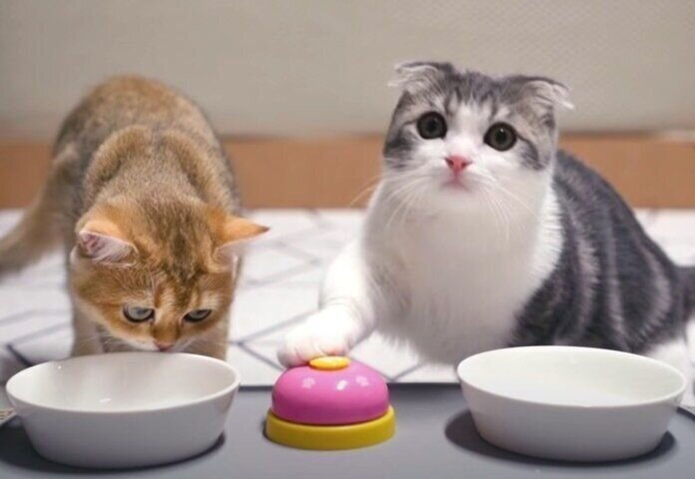 リン リン リン ベルを押しておやつをもらうゲームに挑む猫 性格が違う2匹の猫がかわいい ねこのきもちweb Magazine リン リン リン ベルを押しておやつをもらうゲームに挑む猫 性格が違う2匹の猫がかわいい ねこのきもちweb Magazine