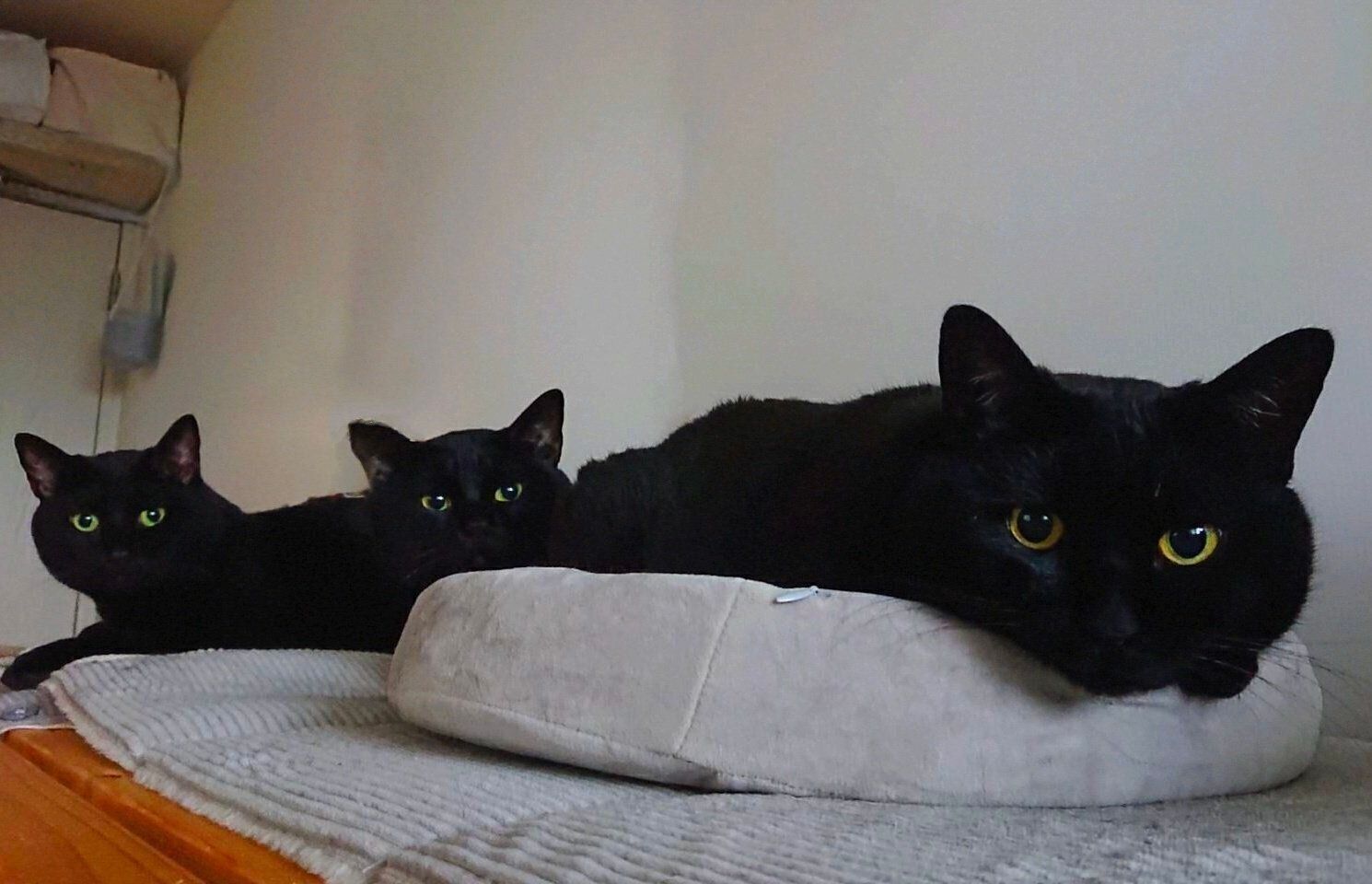 まったりする猫たち