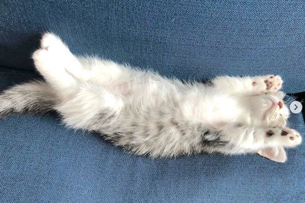 ヘソ天するマンチカン