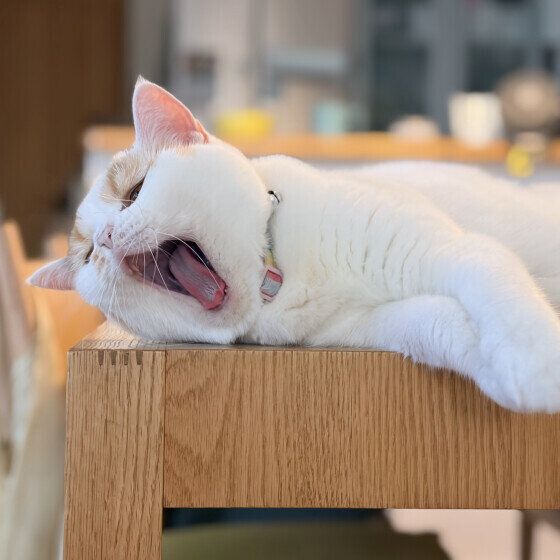あくびをするマンチカン