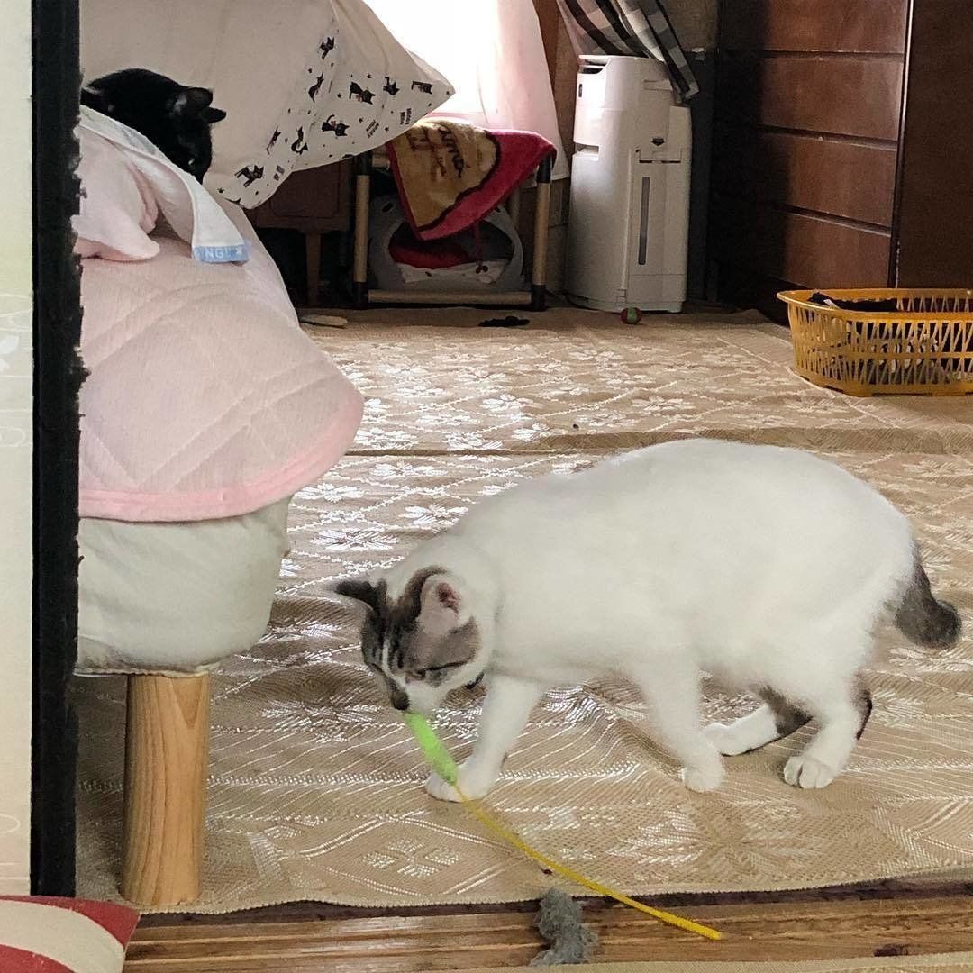 黄色のじゃらしに決めた いろはくん