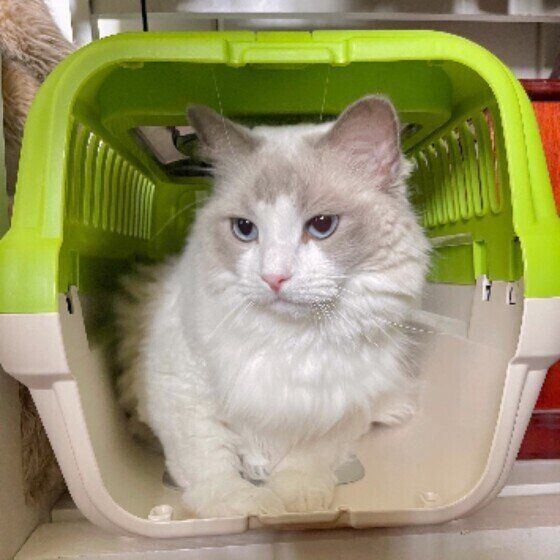 ラグドールのこむぎちゃん♪