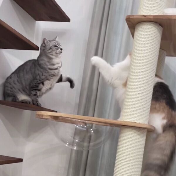 じゃれ合うあずさちゃん、あおいちゃん