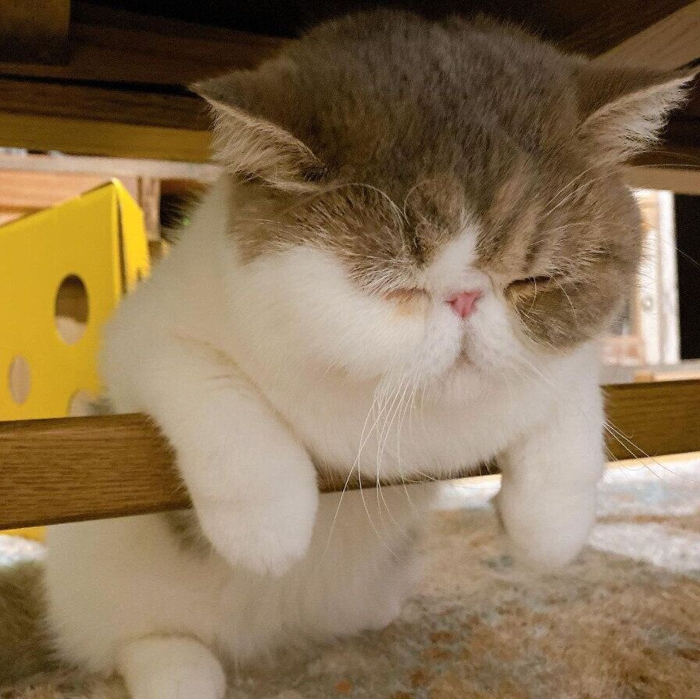見ているだけで 幸せの極み 4つの猫の寝姿からわかること ねこのきもちweb Magazine 見ているだけで 幸せの極み 4つの猫の寝姿からわかること ねこのきもちweb Magazine