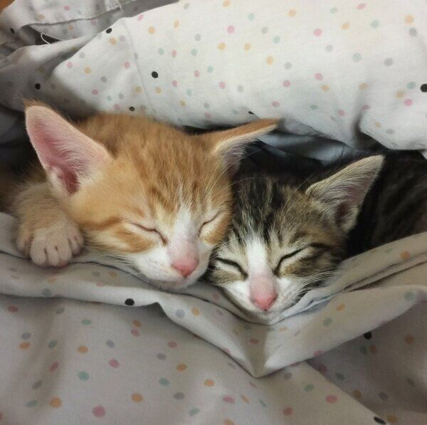 布団に包まれるオレオちゃんとモカくん