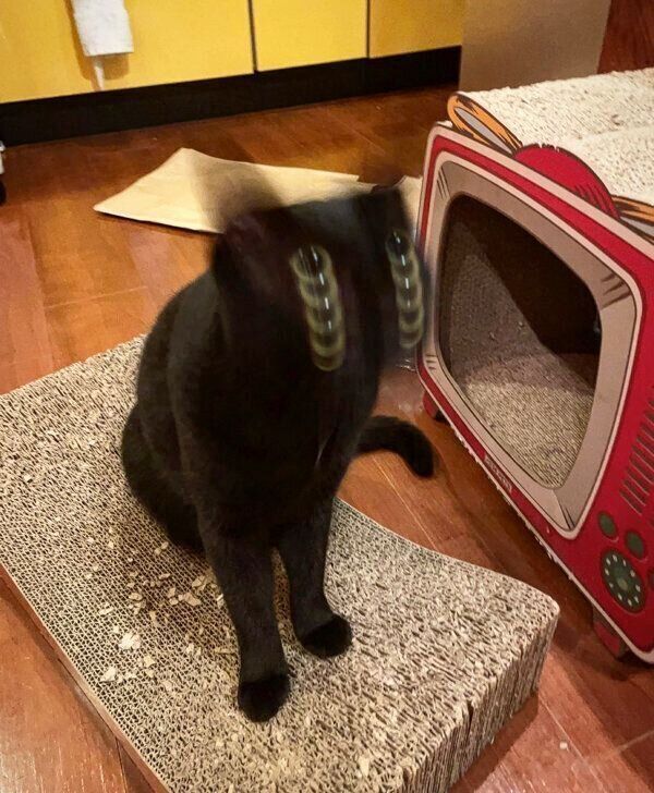 顔がブレブレなアビーちゃん