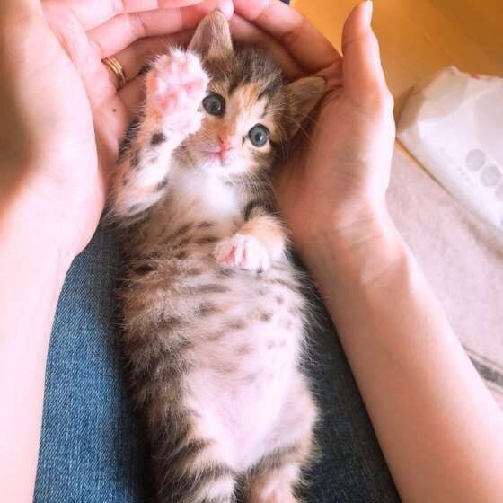 ミケの茶々ちゃん