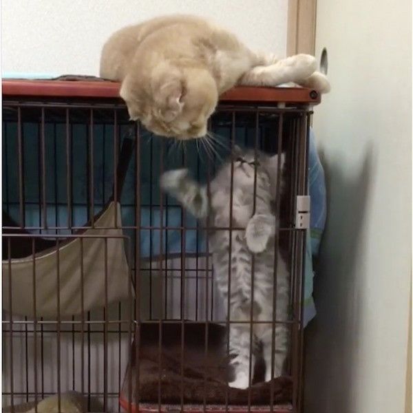 新入りをあやすニャンコ