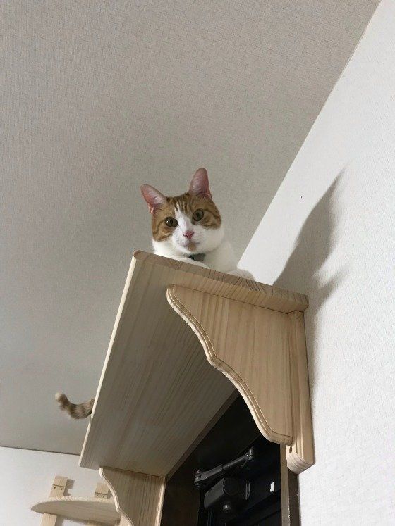 キャットウォークから見下ろすMIX茶×白のラッキー