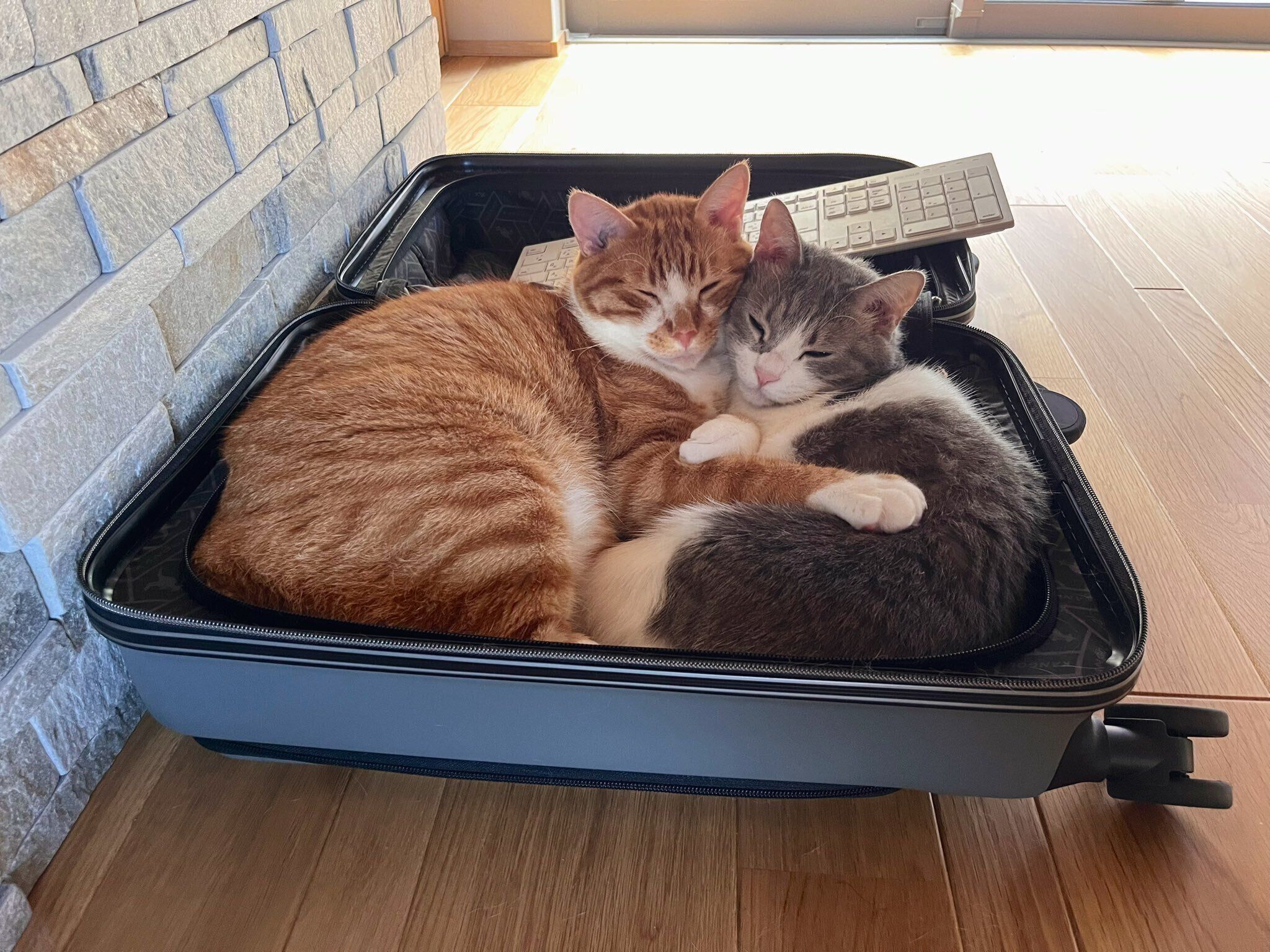 スーツケースの中に入るこむぎくん、セナちゃん